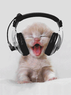 Cute kitten listening music in headphones