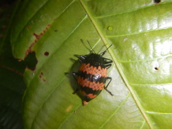 buggirl:  Fungus Beetle Tiputini, Ecuador