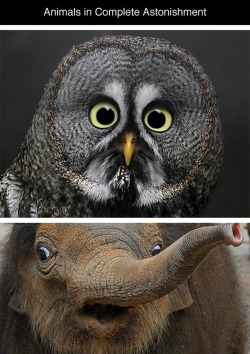 boocollecter:  tastefullyoffensive:  Animals in Complete Astonishment [imgur]Previously: Animal Family Photos  &lt;3  That elephant looks like Maggie Smith.