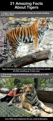trendingly:  21 Amazing Facts About Tigers