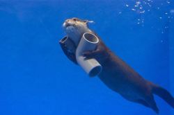runs-on-ramen:  necessary:  he needs those parts for his space ship  he’s going to otter space 