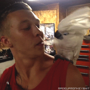 poeticjustice419:  madeupmonkeyshit:  ghsdude:  WHY THE FUCK DOES A GIF OF ANIMAL ABUSE EXIST ON THIS WEBSITE WITH SO MANY FUCKING NOTES?????  animal abuse? nigga that bird turnin up!   &ldquo;That bird turnin up!&rdquo; Lmfao