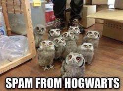 georgetakei:  Don’t be owl by yourself.