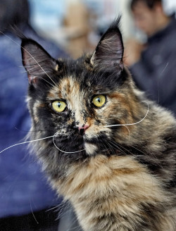 mostlycatsmostly:  Tortie Maine Coon (via