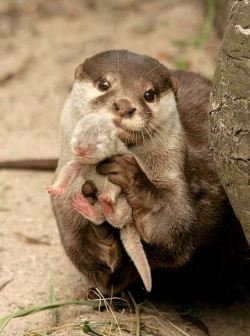 theliberatedbillie:  AHHH.  I love babies.   Great pictures of cute little baby animals :)