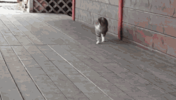 sirenlovesong:  ariannagrandeofficial:  big-chicken:  cat cat cat cat cat cat cat cat cat  this cat lives in a show horse barn which is why it walks and runs that way  THIS CAT THINKS ITS A HORSE   This is great!