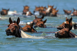 equine-awareness:  “Misty” Eyed Musings on Animal Welfare of the Chincoteague Pony SwimOff the Virginia and Maryland coast within the Chincoteague National Wildlife Refuge there’s a barrier island called Assateague that teems with feral horses.Every