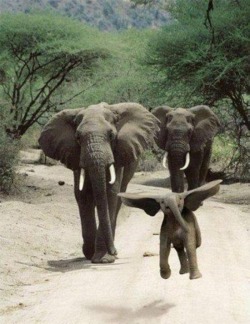 fukozawa:  disneyprincessdreams:  the-fountain-of-youthh:  This is the cutest thing ever.  DUMBO LIVES!   this cant be real