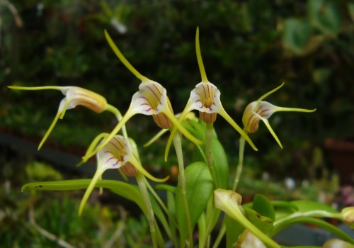 orchid-a-day:  Masdevallia helenaeMay 9, 2021