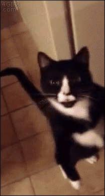tastefullyoffensive:  Zombie Cat wants to eat your brainz. [video]