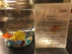 stunningpicture:  Girlfriends mom stayed at a super pet friendly hotel. You can ask them to bring you a fish to your room. 