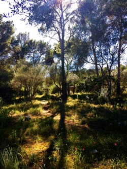 molieresphotography:  Bosc de Bellver, Palma de Mallorca, Balears, Spain. Copyrights Val Moliere, April 2016  