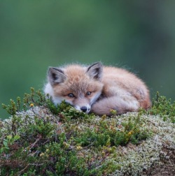 beautiful-wildlife:  Wild Red Fox by Oona Torgersen