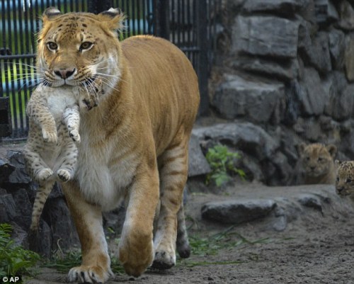 fourtwentyforever:   sarahtheheartslayer:  unusuallytypical-blog:  A Russian zoo is home to a unique animal - the liger. It is half-lioness, half-tiger. Mother Zita is pictured licking her one month old liliger cub   I DON’T GIVE A SHIT WHAT YOU CALL