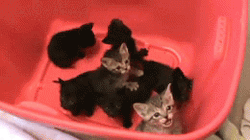 thefingerfuckingfemalefury:  comixbookgurl:  malicemidnight:  funfreacksnc:  thisroadgoesformiles:  riahreah:  he meows so hard he falls over :o  ahh  GODDAMMIT MEOW MEOW  I AM CRyING  I laughed way toooo hard at this.   BUCKET OF KITTENS Something that