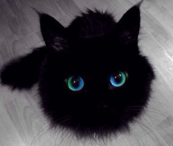 crowleys-lil-bitch:  easchechter:  that-weirdblog:  I think this cat may be magical  Are you sure that’s a cat? That looks more like a soot sprite  Omg