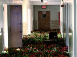  Flowers in an abandoned mental asylum. 