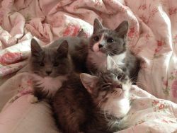 crybabydyke:  my cousin is killing me with these pictures!  that’s Petah (the one I snuggled with last time), Sriracha, and Silver 