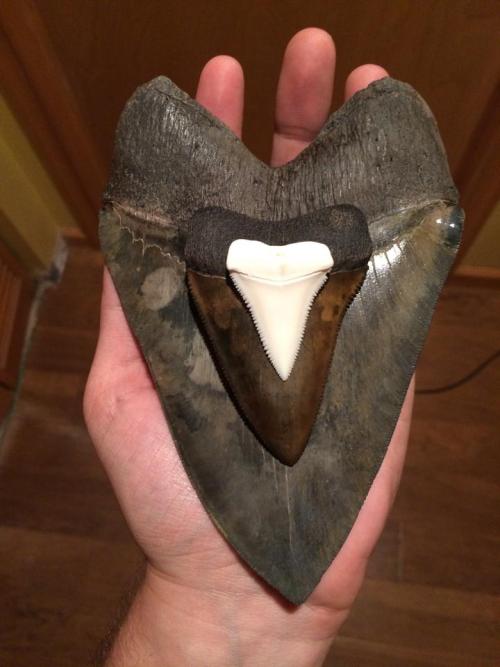 megalodon-teeth:  A tooth comparison between a 6 5/16 inch Megalodon tooth, a 3 1/16 inch fossil Great White tooth (they got bigger in the past) and a 1 1/2 inch modern day Great White tooth.  The maximum size for Megalodon teeth was about 7 1/4
