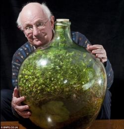 Completely sealed bottle garden that was first planted 53 years ago and has not been watered since 1972