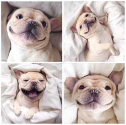 awwww-cute:  Adorable French Bulldog smiles (Source: http://ift.tt/1LwgW5Y)