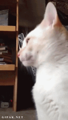 fuck-benedict:  THIS IS MY FAVOURITE GIF ON THE ENTIRE INTERNET I FUCKIGN LOVE CATS IM GONNA BUY 200 CATS IM GONNA LIVE IN A SWIMMING POOL FULL OF CATS SWEET FU kIGN JESUS CHEESECAAKE I FUCKIGN LOVE Ca TSS   Reblogging cause of the comment