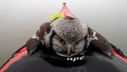 Hypervocal:  Finnish Kayaker Rescues Owl, Snaps This Awesome Pic.  