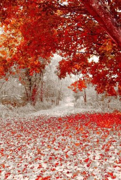 stunningpicture:  Winter and fall are happening at the same time here in Minnesota!