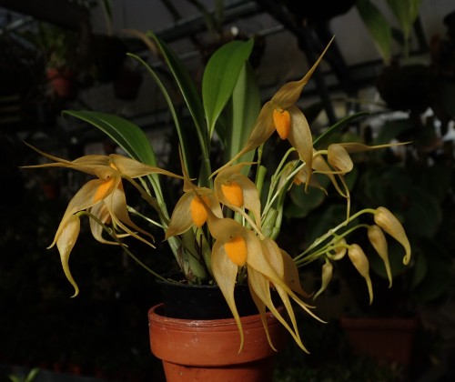 orchid-a-day: Bulbophyllum ankylochele Syn.: Peltopus ankylochele December 23, 2019  
