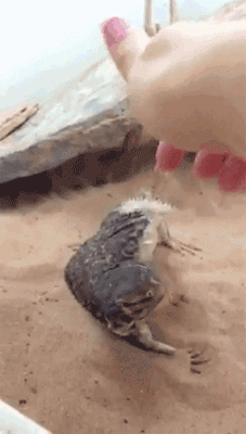 ragingconservative007:  spookygeiszlers:  kiggor:  Uromastyx likes her belly rubbed  this is a fucking lizard getting her belly rubbed if you don’t think that’s the cutest shit then get out of my blog  LOOK AT ITS LIL ARMS FLAPPING AWWWWWWWW 