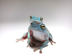 great-and-small:I took this picture of my friend’s frogs and
