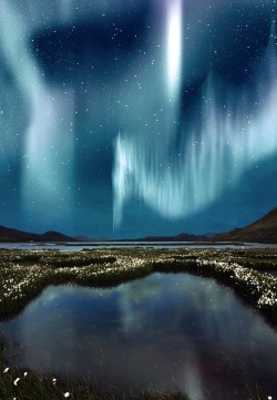 essenceofnxture:    Northern Light Over Wildflowers, IcelandPhotography By: Alexander Vijay Smith