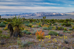 Mypubliclands:  Nevada 150 Photo Contest Winner&Amp;Ldquo;I Took The Photo Because