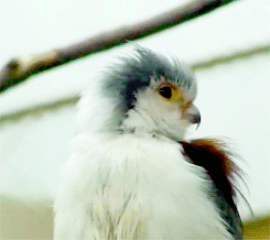 fat-birds:  national zoo pygmy falcon.  adult photos