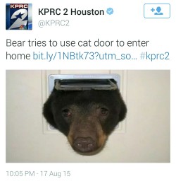 pussy-and-pizzza-x:  sabotabby: pizzaback:  he looks so sad…just let him in  If you’re cold, they’re cold.   They’re dangerous