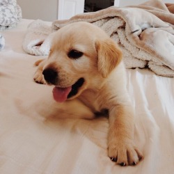 summerhigh:puppies make me so happy, #3 especially xo