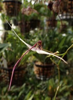 orchid-a-day:  Scaphosepalum gibberosumSyn.: Masdevallia gibberosaFebruary 19, 2017 