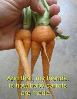 benudetoday:  Naturist Carrots! 