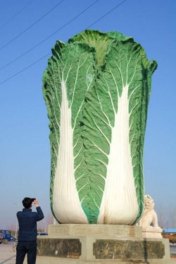 bustakay:  The Big Cabbage in Liaocheng,