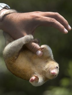 rawboney:  storyhearts-journey:   A vet holds a pygmy  anteater, also known as a silky anteater. Photograph: Martin Mejia  soft guy 