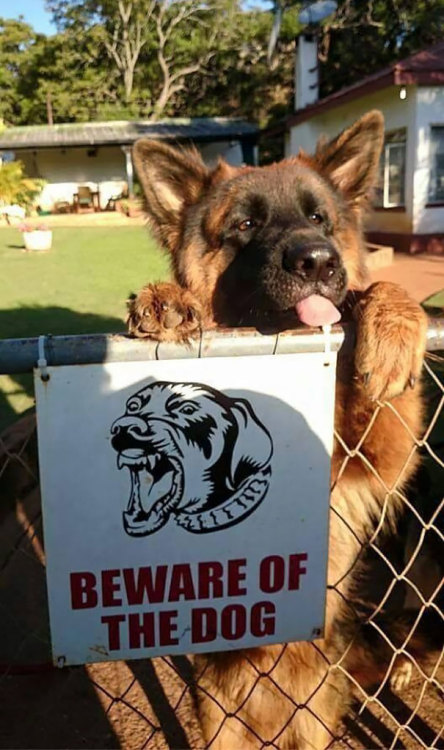 boredpanda:    Beware Of Dog: They Will Lick You To Death   