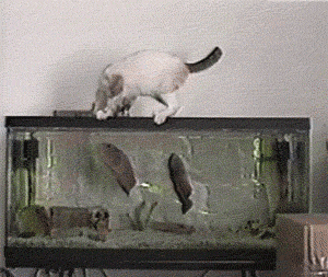 funny-gifs-videos:  Have you Life insurance
