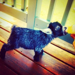 t0kewithme:  Baby goat 