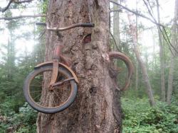 amazing-things-in-the-world:  This is what happens when you leave a bike chained to a tree for 60 years!The person who owned this bike left it tied to the tree before going off to war. He never returned so his family left it there as a memorial. Natures