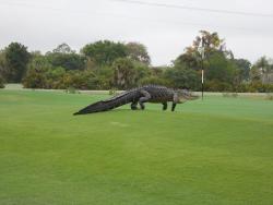 princeowl:sixpenceee:This giant alligator was photographed roaming a golf course in Florida.leave him alone hes just trying to golf