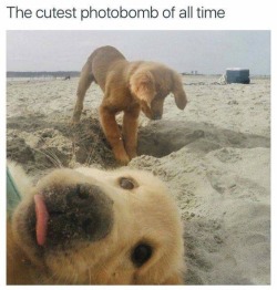 Best Dog Memes(Or Anything Else That Has Dogs 😉)