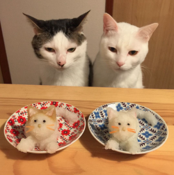 catsbeaversandducks:  Cats & Food Two