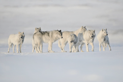 bendragon-cumbersmaug:  marthajefferson: Officially, no one was able to approach the White Wolf for 25 years. Vincent Munier, wildlife photographer, spent a month alone in the extreme Artic Tundra at the very north of Canada to photograph the rare and