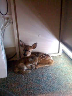 white-moons-and-black-lace:  themoonphase:  woodelf68:  pumpkinpieinyoureye:  cosmicghost:  deadgirlfriends:   This fawn and bobcat were found in an office together, cuddling under a desk after a forest fire  i can’t not reblog this  Oh my god my eyes