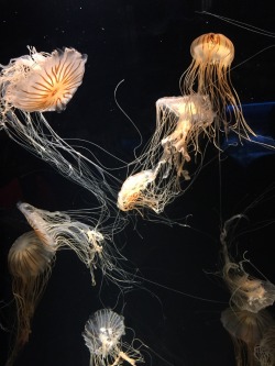 mothurs:  look at these pictures of the jellyfish ig: kevincont  
